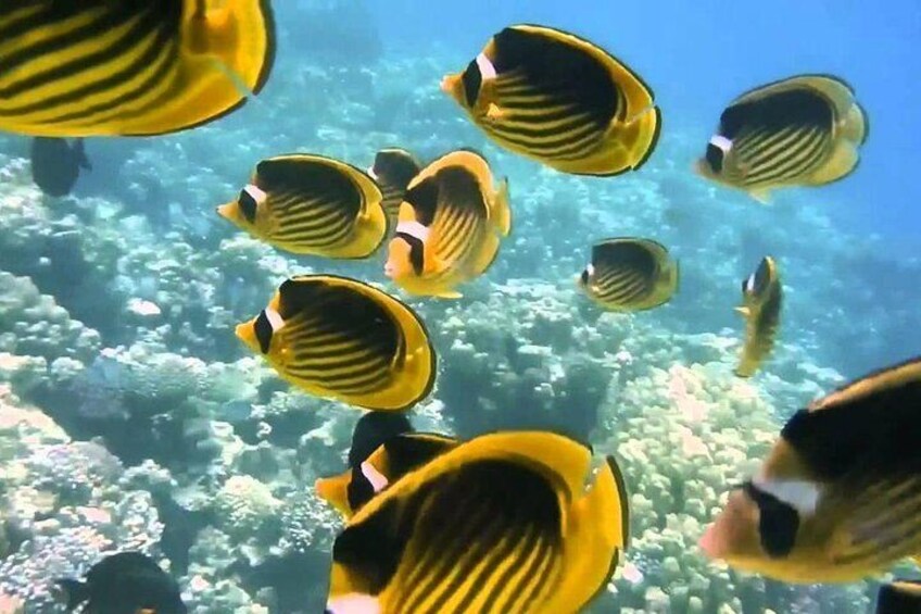 Red Sea Snorkeling from Hurghada