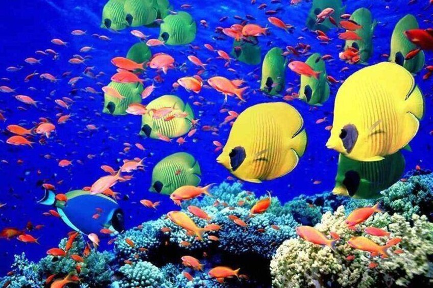 Red Sea Snorkeling from Hurghada