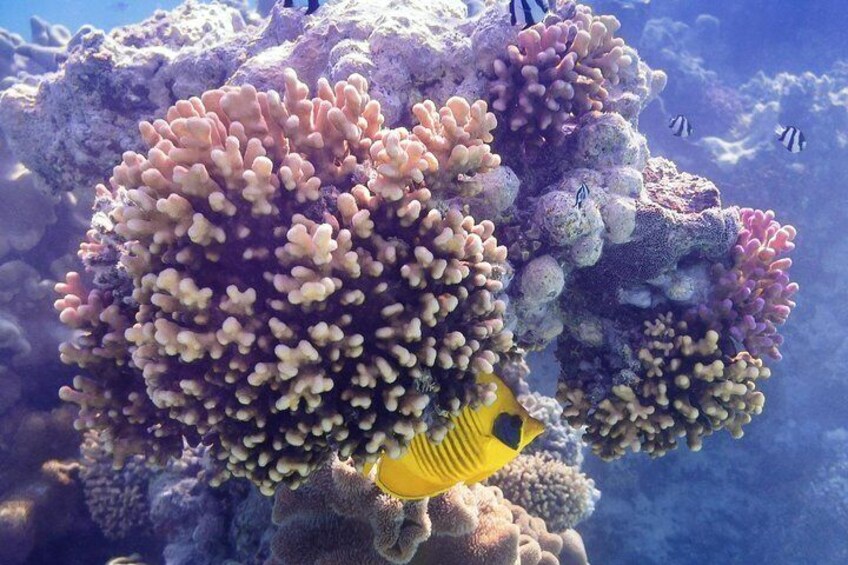 Snorkeling in the Red Sea