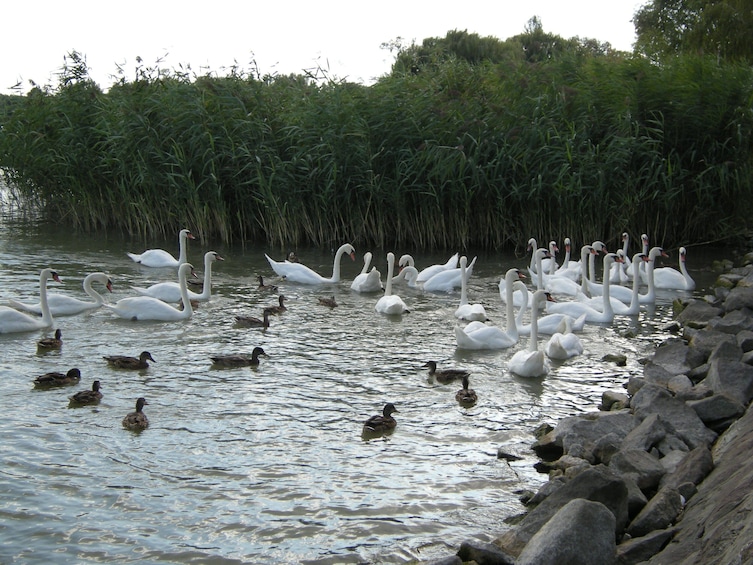 Herend Porcelain Manufactory & Lake Balaton Excursion