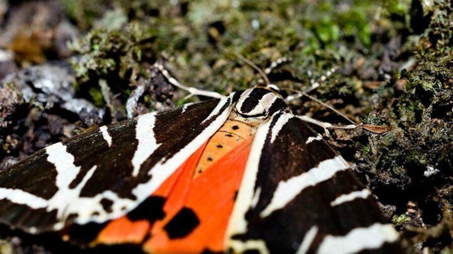 Butterflies