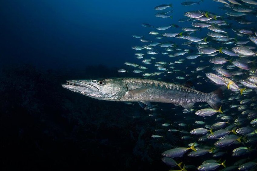 PADI AOWD Big barracuda on a deep dive (Chumphon)