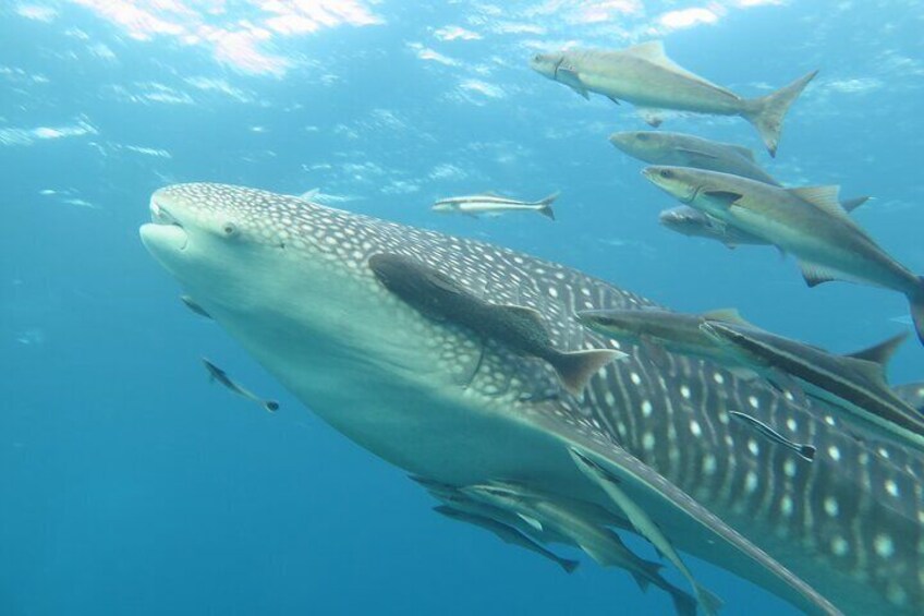 Whaleshark at Chumpon Pinnacle
