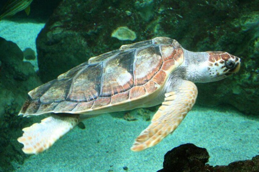 Scuba Diving
