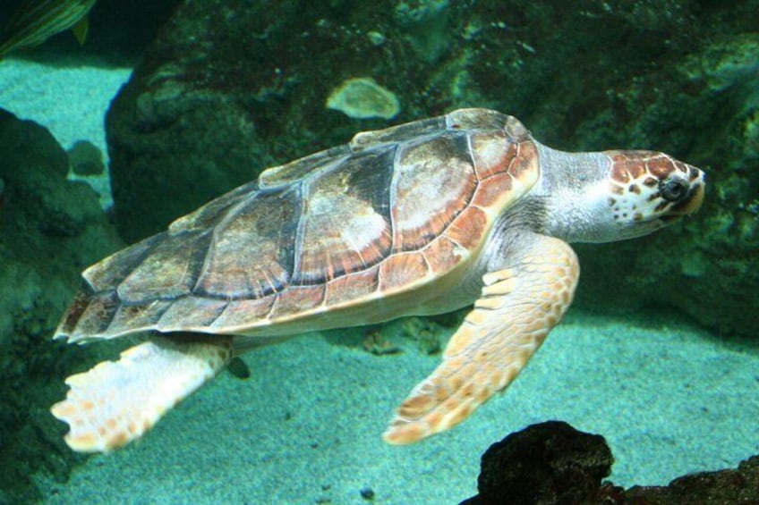 Scuba Diving