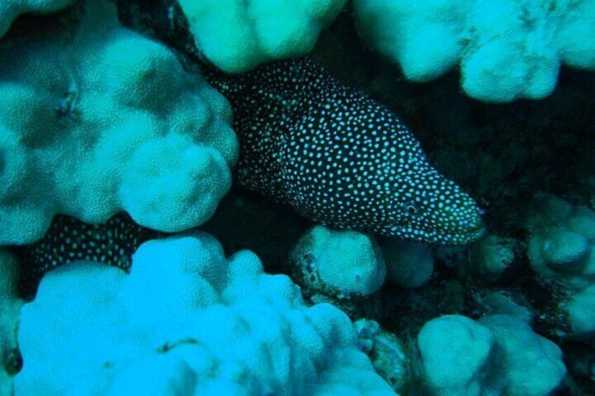 Scuba Diving