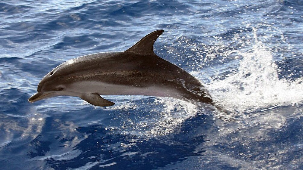 A dolphin in Gran Canria
