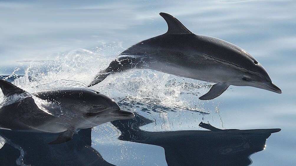 Dolphin Watching Cruise from Puerto Rico