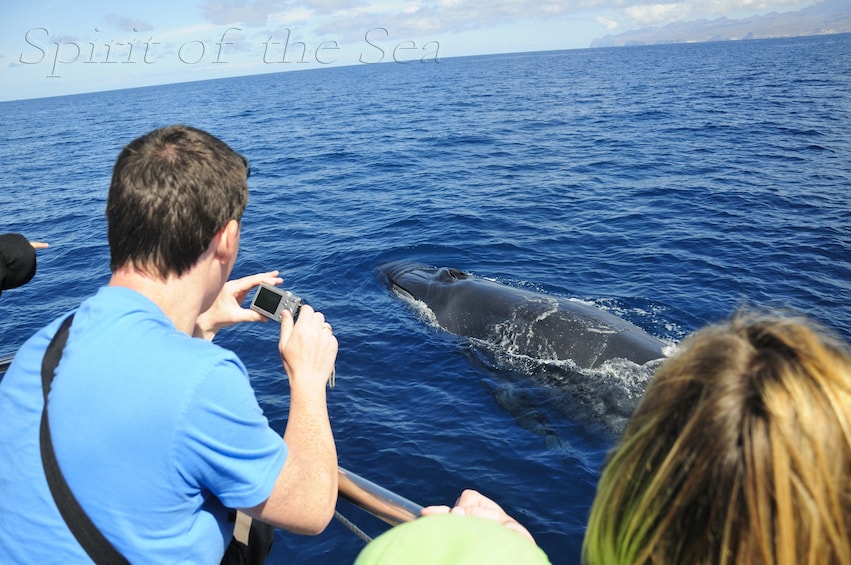 Dolphin Watching Cruise 