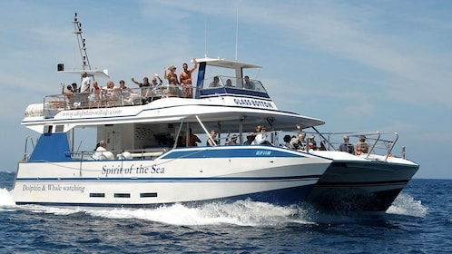 Dolphin Watching Cruise from Puerto Rico