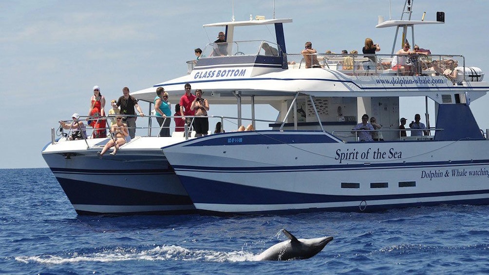 People dolphin watching on a boat in Gran Canaria