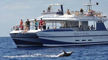 Dolphin Watching Cruise from Puerto Rico
