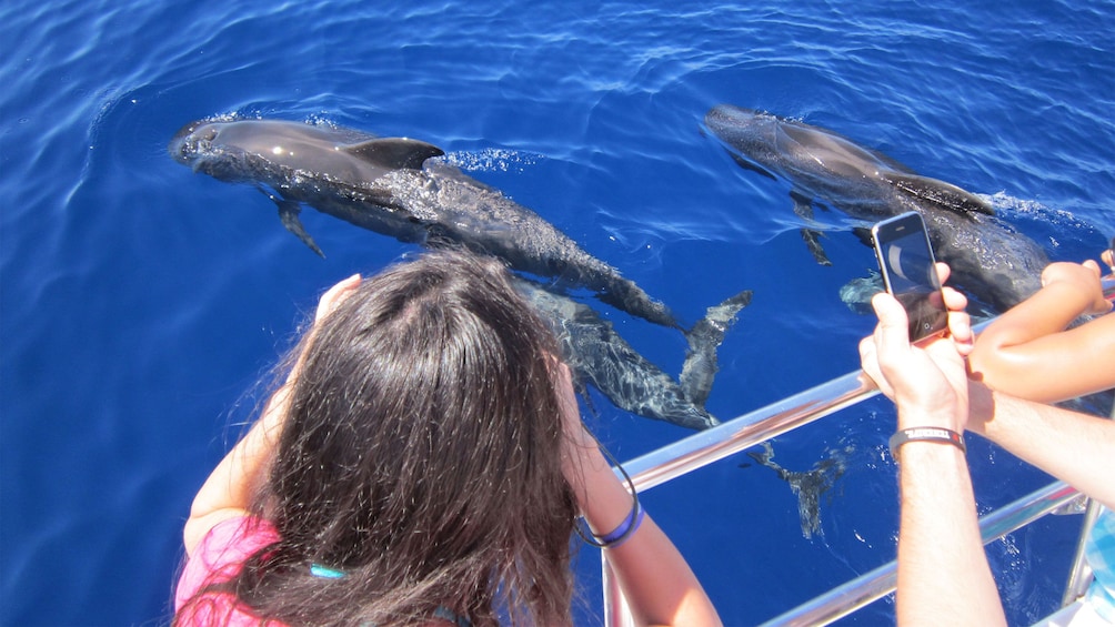 People snapping photos of dolphins from a boat in Gran Canaria