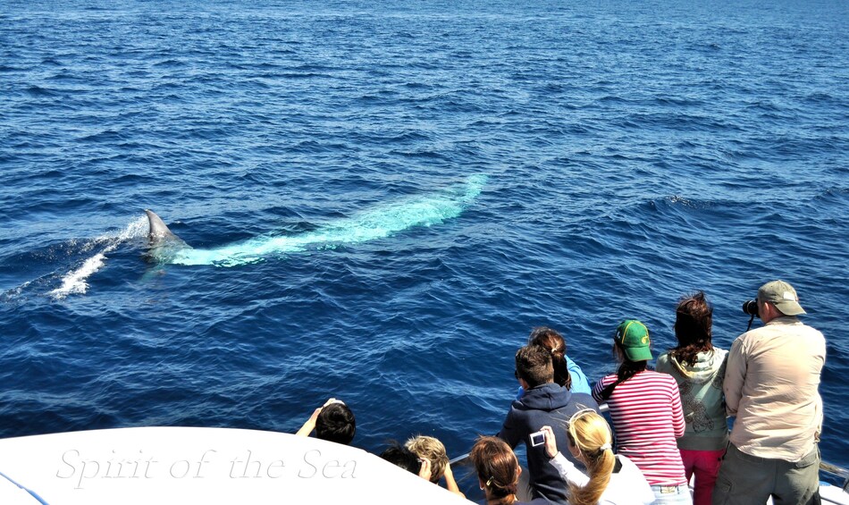 Dolphin Watching Cruise 