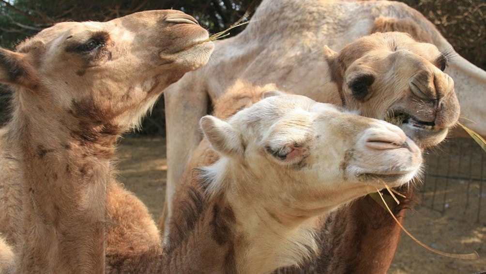 A flock of camels in Gran Canaria