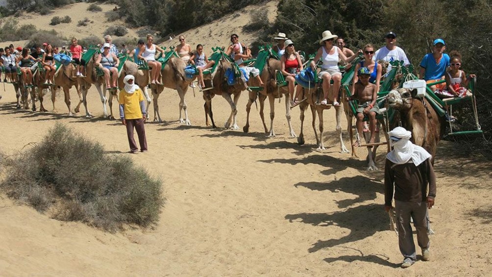 A group of people on camels in Gran Canaria