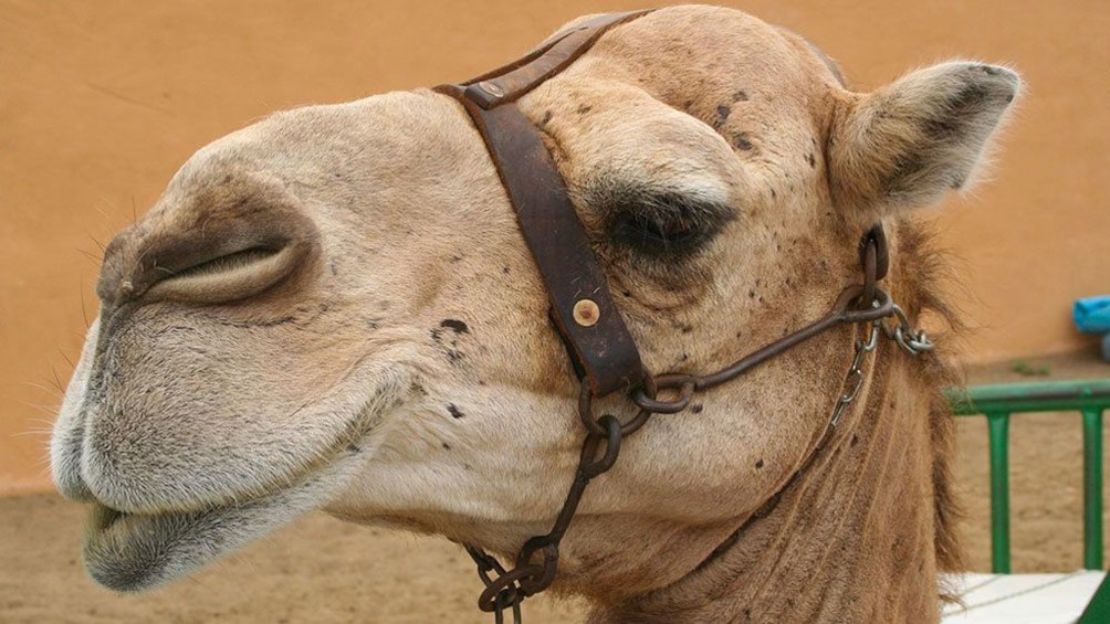 A camel in Gran Canaria