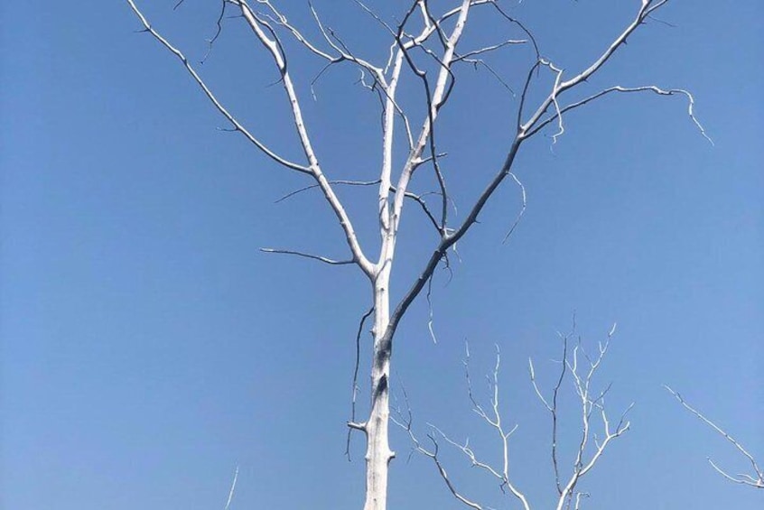 Tree getting white at San Kamphaeng Hot Spring 