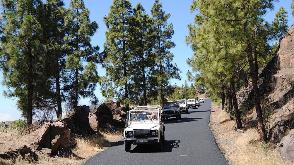Jeeps on a tree-lined road in Gran Canaria