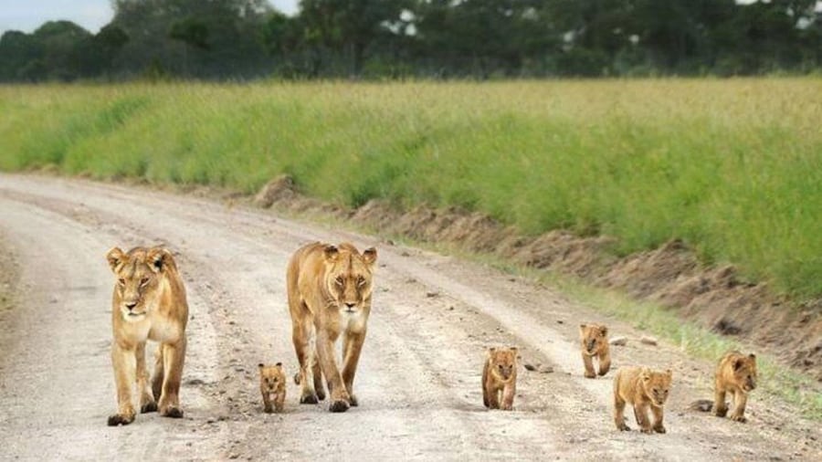 Nairobi national park