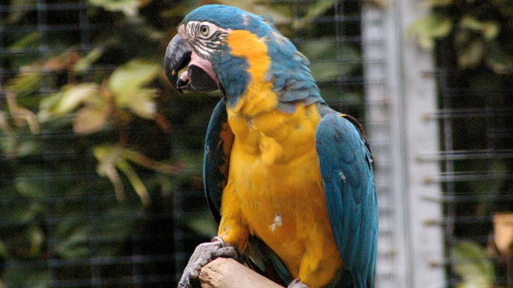 Indlæs billede 4 af 5. Parrot at Loro Park in Gran Canaria