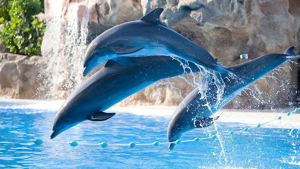 Indlæs billede 5 af 5. Loro Park dolphins leaping out of the water in Gran Canaria