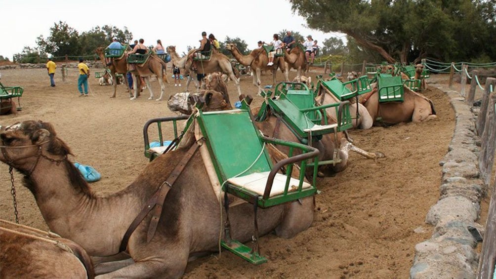 Row of camels kneeling on the ground in Gran Canaria