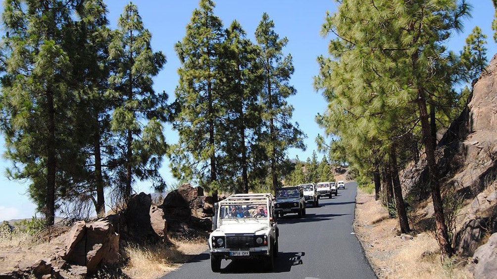 Jeeps on a tree-lined road in Gran Canaria