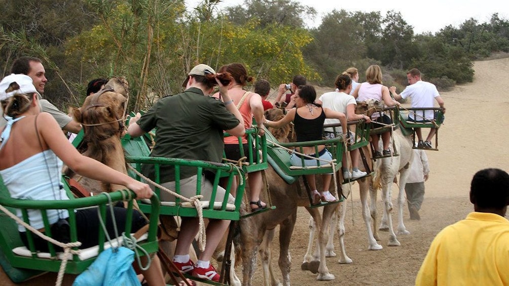 Tourists riding camels on a dirt path in Gran Canaria