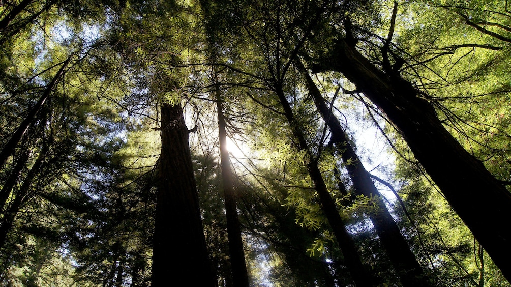 walking through the wooded forest at Muir Woods in San Francisco