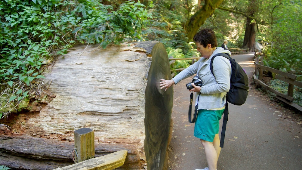 woman examining an old fallen tree in San Francisco