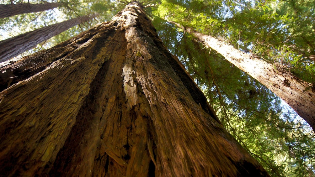 the rough texture of an old tree at Muir Woods in San Francisco