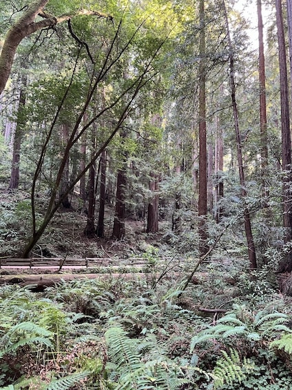 Muir Woods Tour of California Redwoods (Ticket fee included)