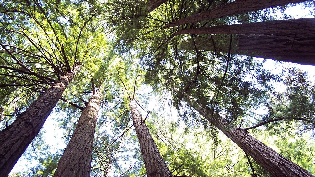 visit the tall trees at the Muir Woods in San Francisco