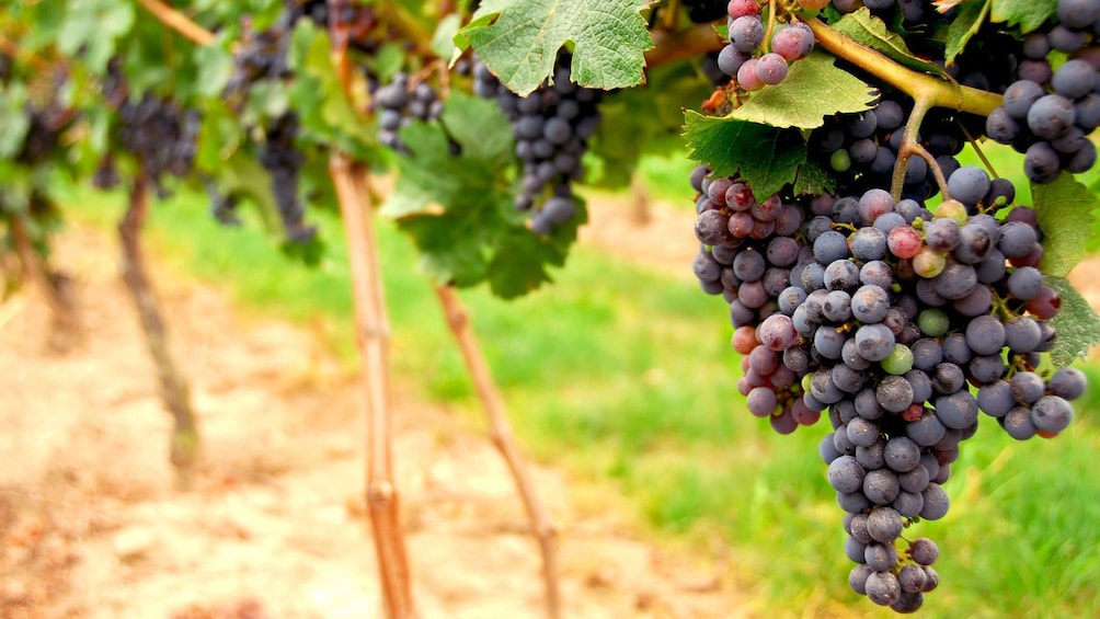 inspecting the harvest at the vineyard in San Francisco