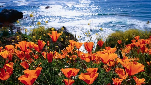 California Coastline: Monterey & Carmel