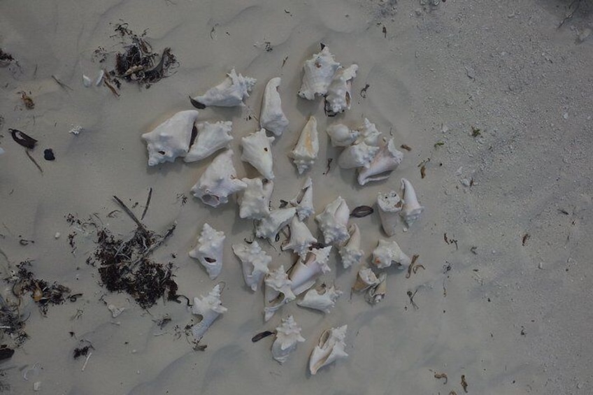 Finding Conch Shell