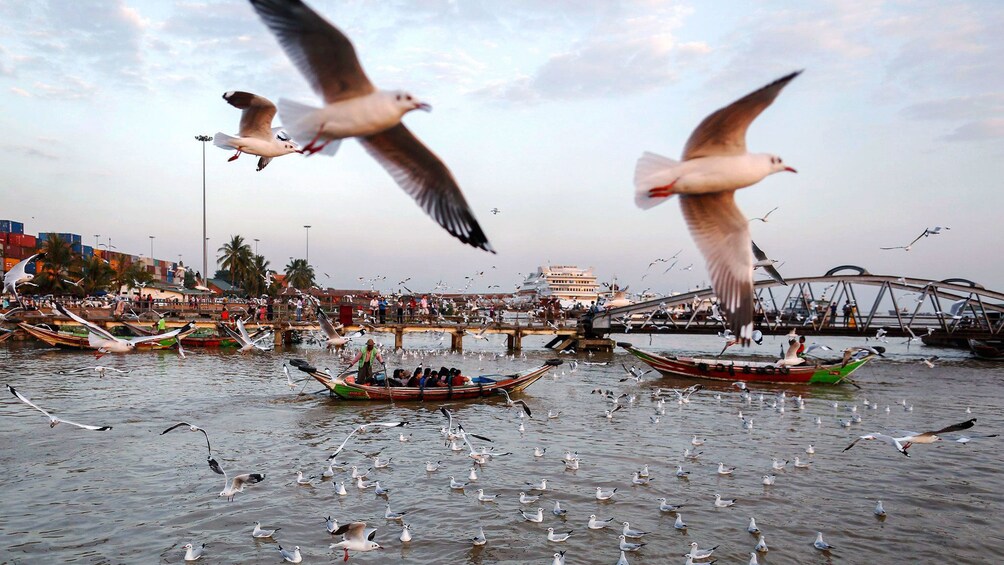 Boats surrounded by seagulls on the Yangon River in Myanmar