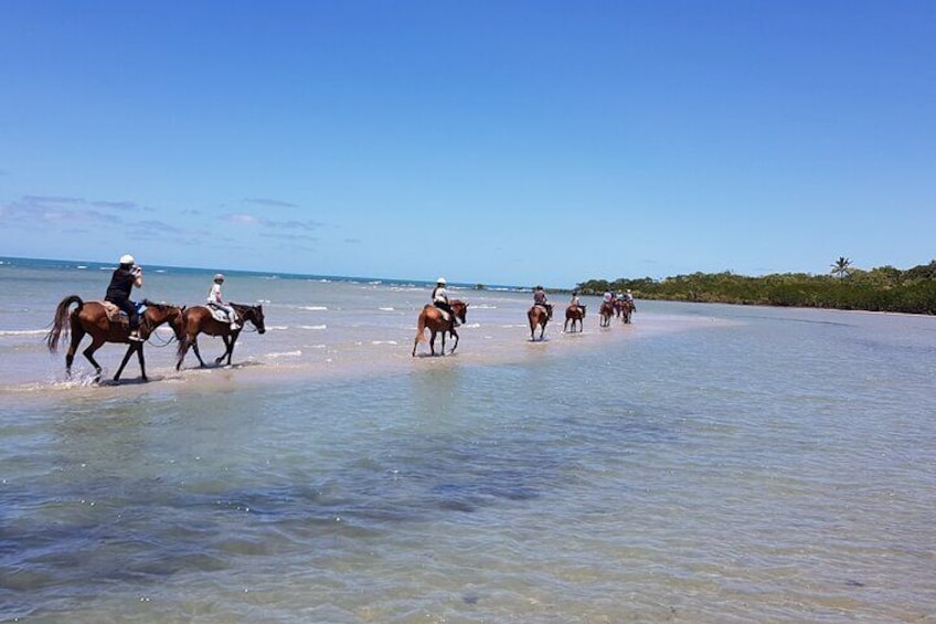 Mid-Morning Beach Horse Ride in Cape Tribulation with Pick Up