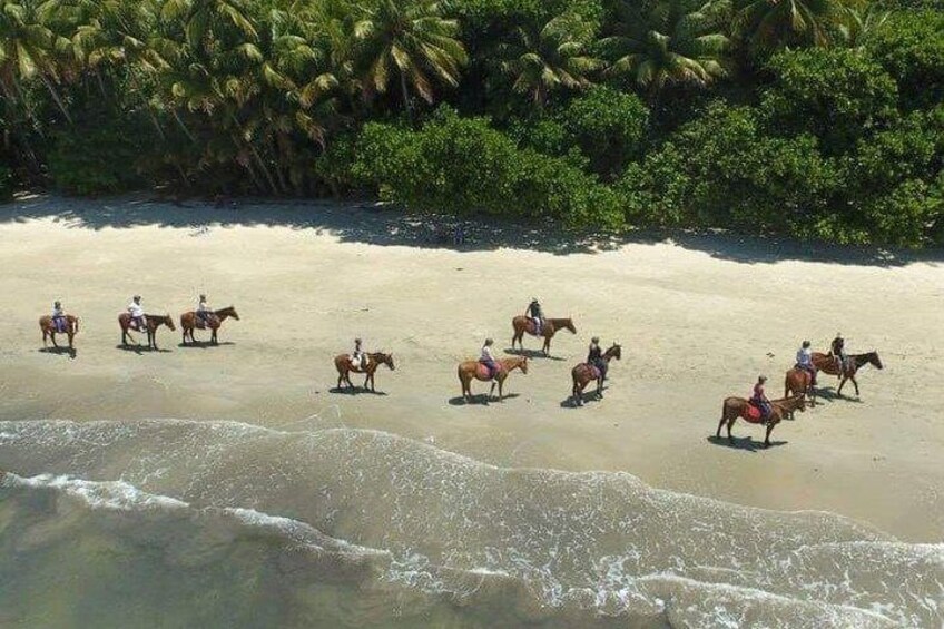 Mid-Morning Beach Horse Ride in Cape Tribulation with Pick Up