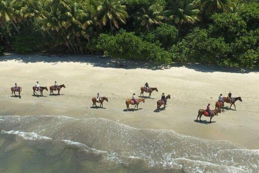 Mid-Morning Beach Horse Ride in Cape Tribulation with Pick Up