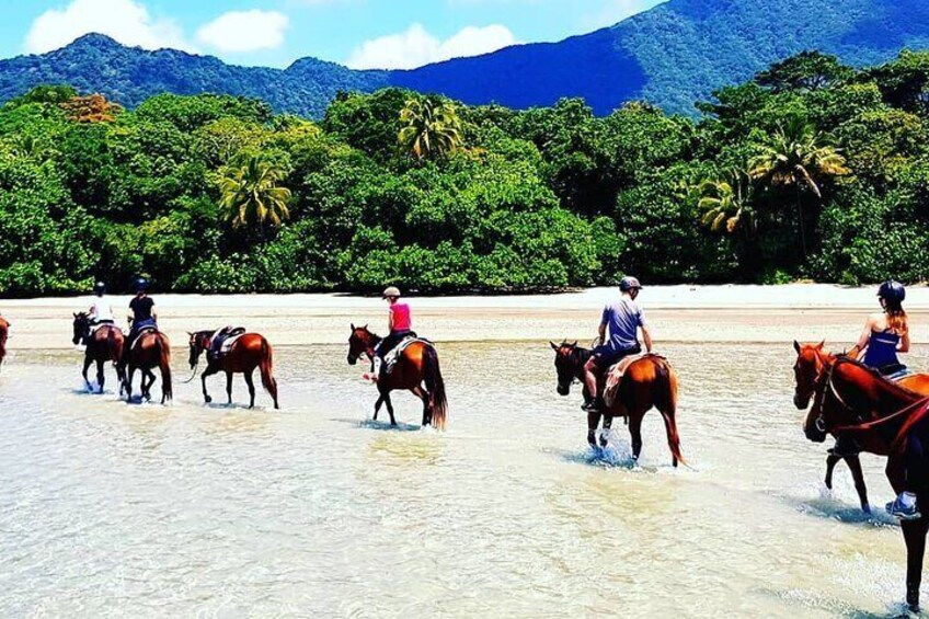 Mid-Morning Beach Horse Ride in Cape Tribulation with Pick Up