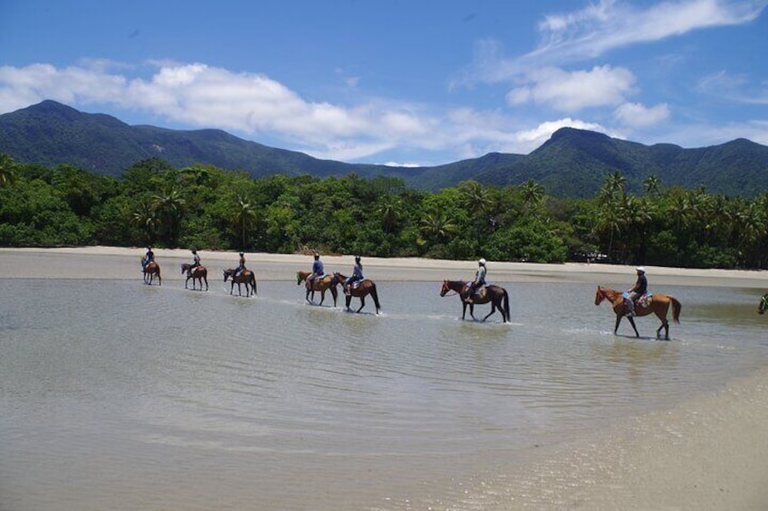 Mid-Morning Beach Horse Ride in Cape Tribulation