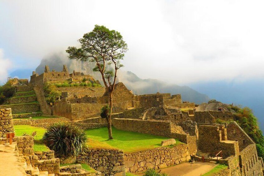 Machu Picchu the only tree