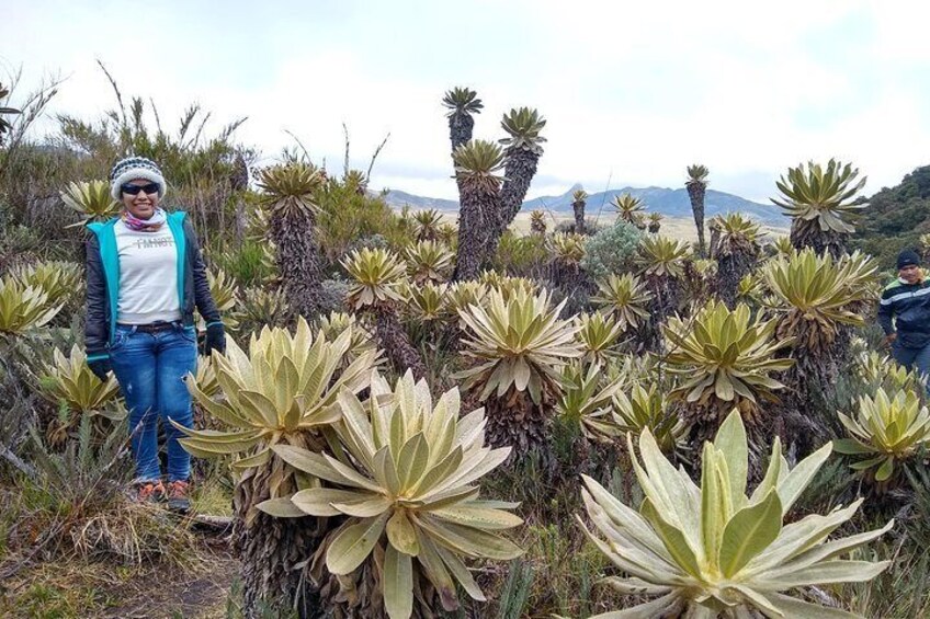 Frailejones Valley