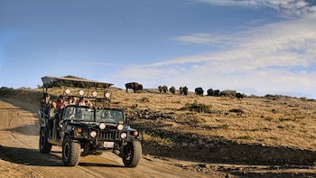 Catalina Island & Off-Road East End Excursion with RT Transfers