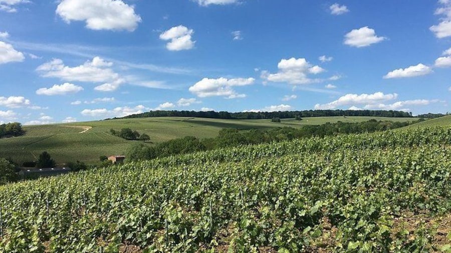 Vineyard in spring