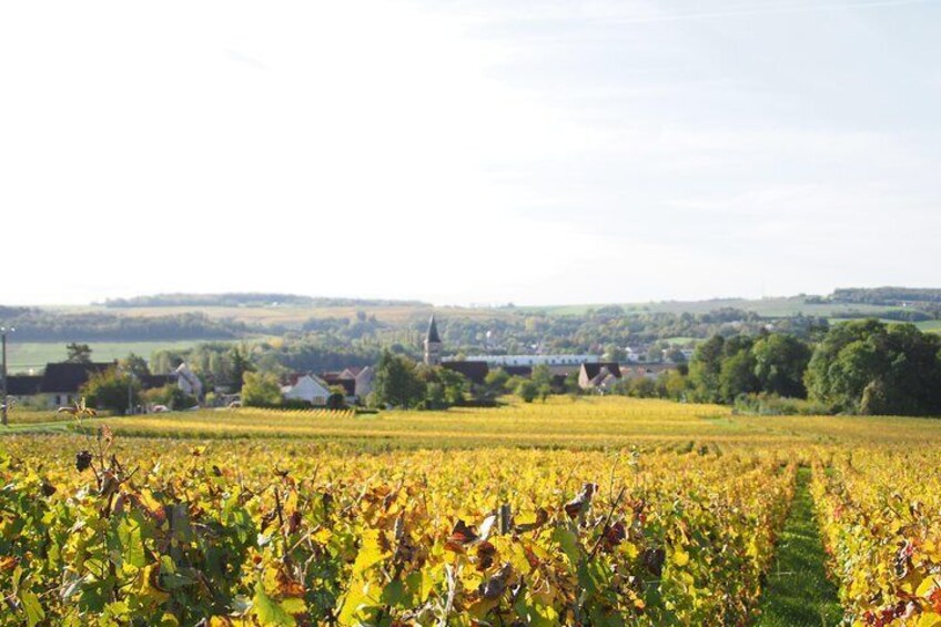 Fall vineyard