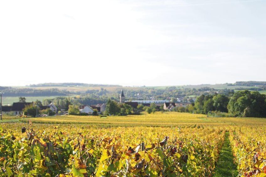 Fall vineyard