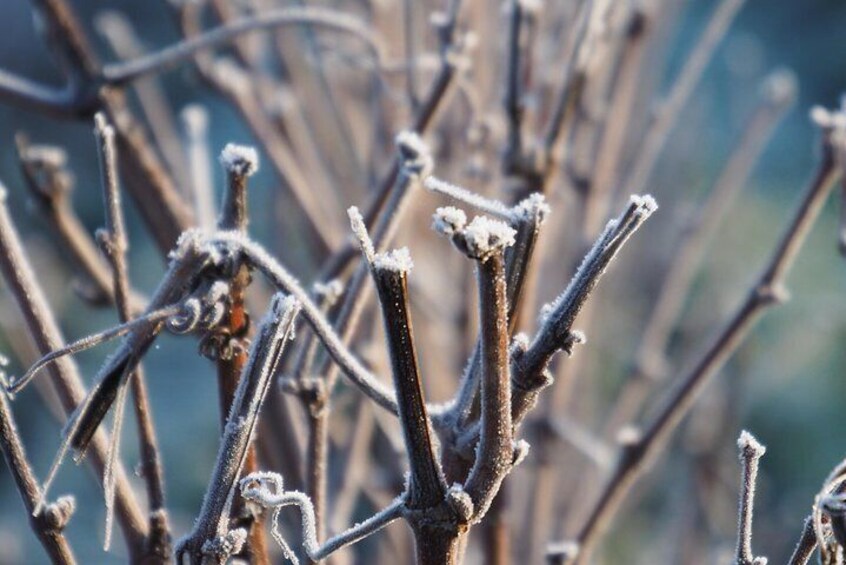 Vineyard in winter